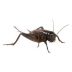 crickets